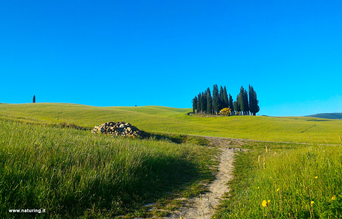 cipressi-toscani