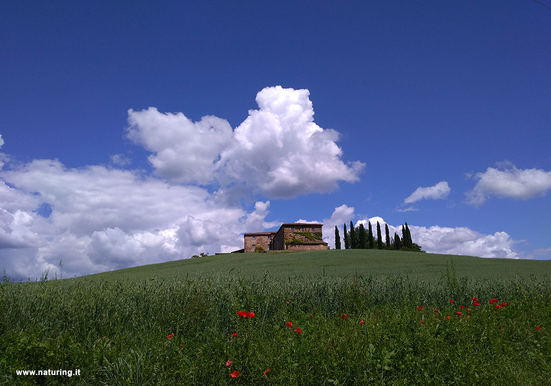 campagna-montalcino