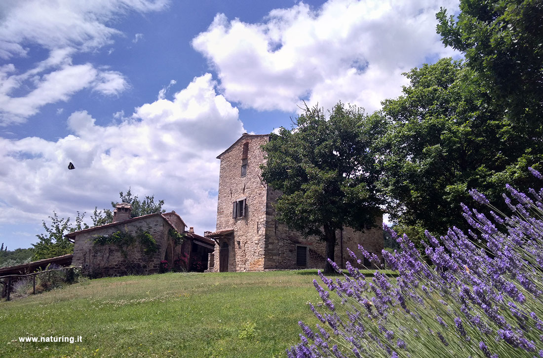 chianti-lavanda-e-casali