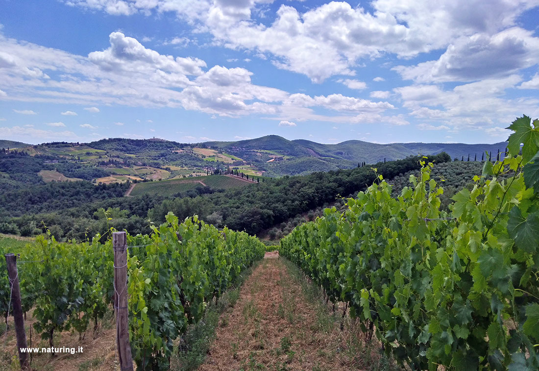 chianti-vigneti-e-radda