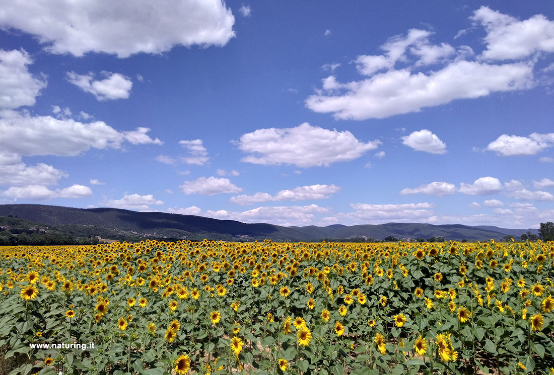 merse-sunflowers