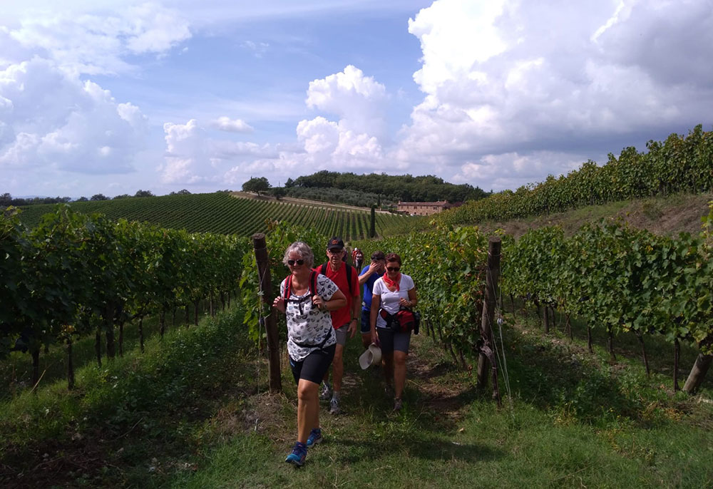 vigneti San Gimignano